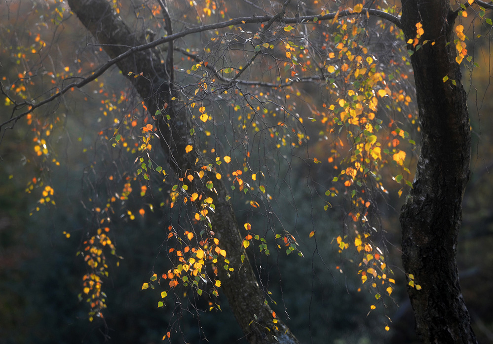 Autumn Autumn Display, Bramshaw Wood